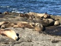 Sea lions sleeping on a rocky shore