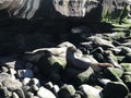 Sea lions sleeping on a rocky shore