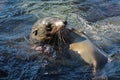 Sea lions playing in a tidal pool