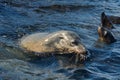 Sea lions playing in a tidal pool