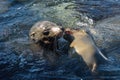 Sea lions playing in a tidal pool