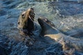 Sea lions playing in a tidal pool