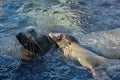 Sea lions playing in a tidal pool