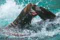 Sea Lions Playing in water. Photography taken in France