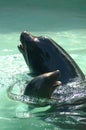 Sea lions in pool