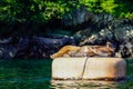 Sea Lions in Prince William Sound Alaska