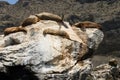 Sea lions in Punta de Choros, Chile Royalty Free Stock Photo