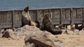 Sea Lions Relaxing On A Beach Royalty Free Stock Photo