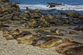 Sea lions relaxing