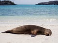 Sea Lions relaxing in the Galapagos Islands Royalty Free Stock Photo
