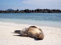 Sea lions relaxing in the Galapagos Islands Royalty Free Stock Photo