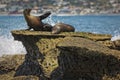 Sea lions relaxing