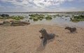 Sea Lions on a Remote Beach Royalty Free Stock Photo