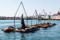 Sea Lions Rest on Docks in Port of Ensenada Royalty Free Stock Photo