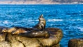 Sea Lions resting on cliffs, near La Jolla Beach, San Diego. USA.