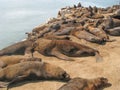 Sea lions resting at Mar del Plata Port in Buenos Aires