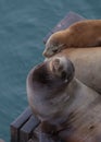 Sea lions resting peacefully on a wooden pier in a tranquil coastal setting