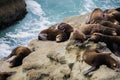 Sea lions resting on rocks, Cape Arago State Park, Coos Bay, Oregon