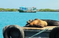 Sea lions resting under the sun, Galapagos