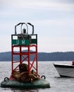 Sea Lions resting on a warning buoy, Salish Sea Royalty Free Stock Photo