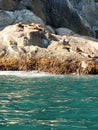 Sea Lions, Resurrection Bay, Kenai Fjords, Seward, AK, August 2021