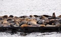 Stellar Sea Lions making themselves at French Creek Marina, on Vancouver Island, BC