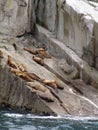 Sea lions on rock