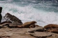 Sea lions on rock cliff over crashing waves and blue ocean water. Royalty Free Stock Photo