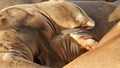 Sea lions on the rock in La Jolla. Wild eared seals resting near pacific ocean on stones. Funny lazy wildlife animal sleeping. Royalty Free Stock Photo