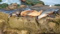 Sea lions on the rock in La Jolla. Wild eared seals resting near pacific ocean on stones. Funny lazy wildlife animal sleeping. Royalty Free Stock Photo