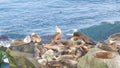 Sea lions on the rock in La Jolla. Wild eared seals resting near pacific ocean on stones. Funny lazy wildlife animal sleeping. Royalty Free Stock Photo