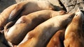 Sea lions on the rock in La Jolla. Wild eared seals resting near pacific ocean on stones. Funny lazy wildlife animal sleeping. Royalty Free Stock Photo