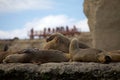 Sea Lions on the rock in the Valdes Peninsula, Atlantic Ocean, Argentina Royalty Free Stock Photo