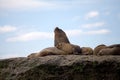 Sea Lions on the rock in the Valdes Peninsula, Atlantic Ocean, Argentina Royalty Free Stock Photo