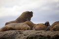 Sea Lions on the rock in the Valdes Peninsula, Atlantic Ocean, Argentina Royalty Free Stock Photo