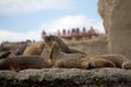 Sea Lions on the rock in the Valdes Peninsula, Atlantic Ocean, Argentina Royalty Free Stock Photo