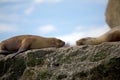 Sea Lions on the rock in the Valdes Peninsula, Atlantic Ocean, Argentina Royalty Free Stock Photo