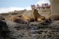 Sea Lions on the rock in the Valdes Peninsula, Atlantic Ocean, Argentina Royalty Free Stock Photo