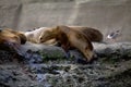 Sea Lions on the rock in the Valdes Peninsula, Atlantic Ocean, Argentina Royalty Free Stock Photo