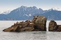 Sea lions on rocks Royalty Free Stock Photo