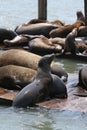 Sea Lions San Francisco