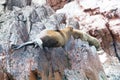 Sea lions Royalty Free Stock Photo