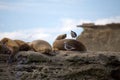 Sea Lions and seagulls on the rock in the Valdes Peninsula, Atlantic Ocean, Argentina Royalty Free Stock Photo