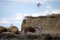 Sea Lions and seagulls on the rock in the Valdes Peninsula, Atlantic Ocean, Argentina Royalty Free Stock Photo