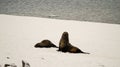 Sea Lions / Seals on Cuverville Island in Antarctica.