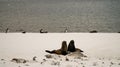 Sea Lions / Seals on Cuverville Island in Antarctica.