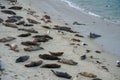 Sea lions & seals napping on a cove under the sun Royalty Free Stock Photo