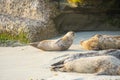 Sea lions and seals napping on a cove under the sun at La Jolla, San Diego, California. Royalty Free Stock Photo