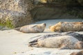 Sea lions and seals napping on a cove under the sun at La Jolla, San Diego, California. Royalty Free Stock Photo
