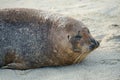 Sea lions and seals napping on a cove under the sun at La Jolla, San Diego, California. Royalty Free Stock Photo